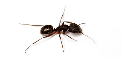 Black garden ant