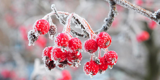Winter garden seo