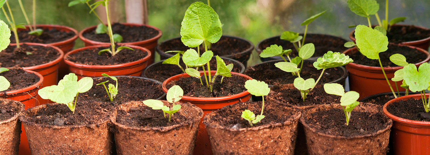 Plassy Road News Story