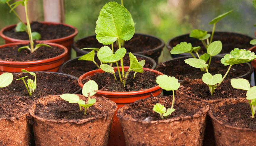 Plassy Road News Story