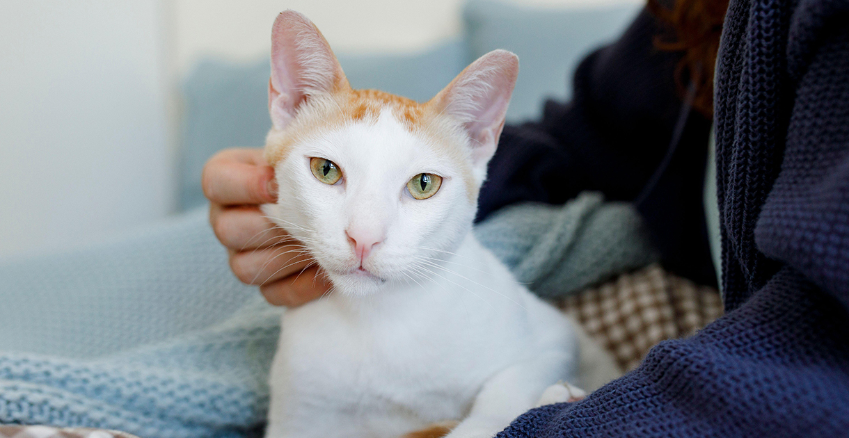 Woman Stroking Cat SEO