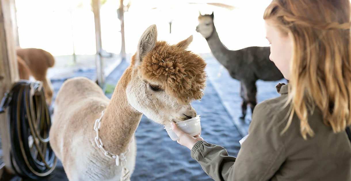 Alpacca Feeding SEO