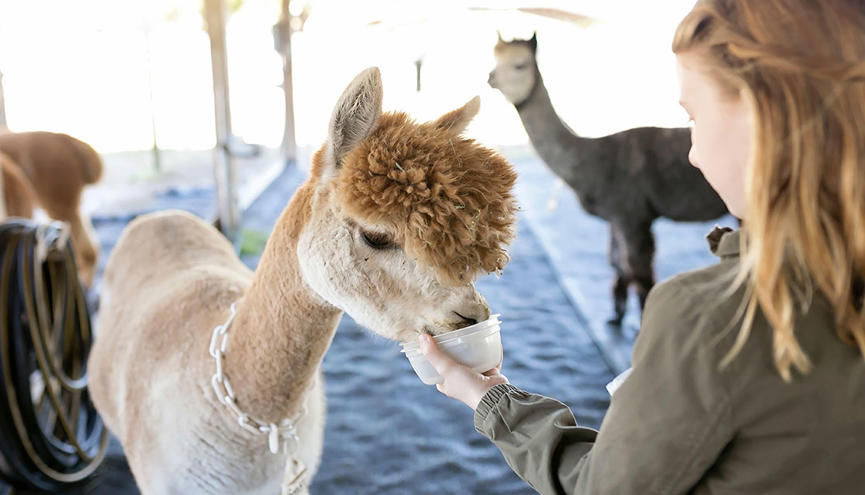 Alpacca Feeding SEO