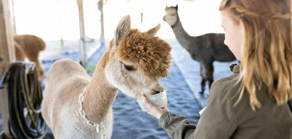 Alpacca Feeding SEO