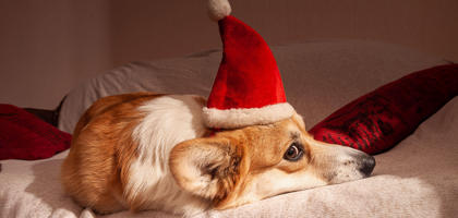 Dog With Hat Seo
