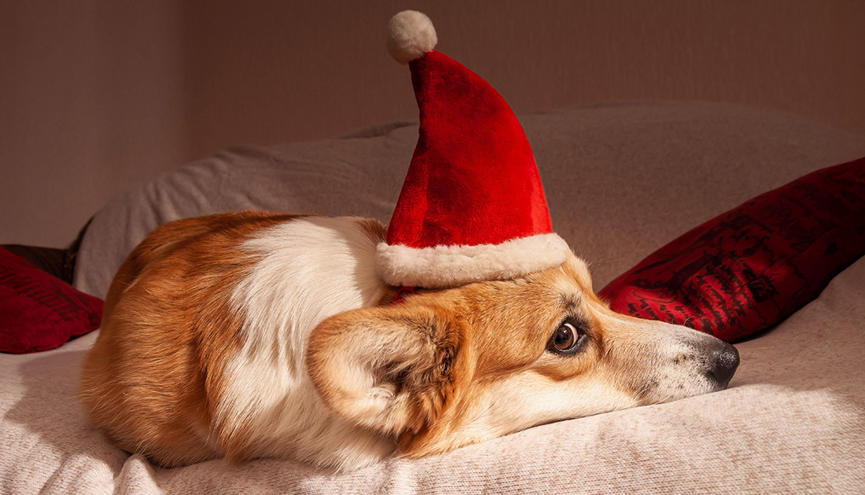 Dog With Hat Seo